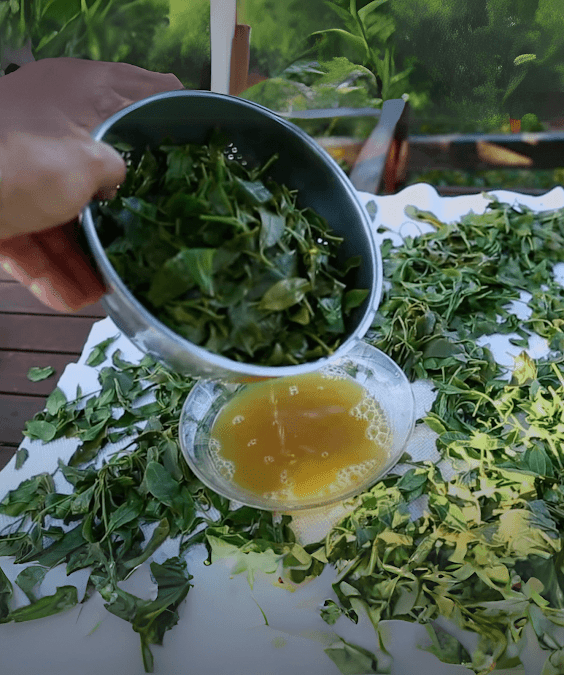 Costa Rican Slimming Tea Recipe